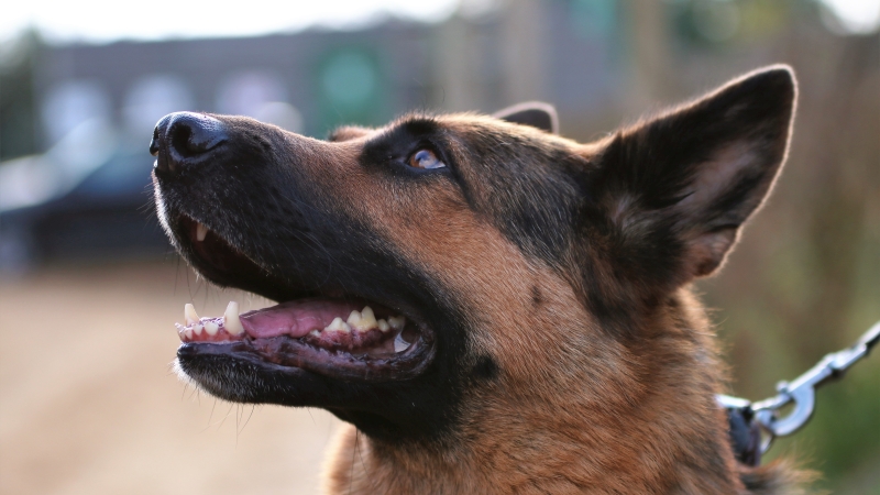 Dog